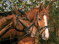 275 Piece Jigsaw Puzzle - Friends Forever: Easy Handling | Cobble Hill