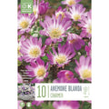 Anemone Blanda Charmer
