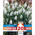 Galanthus Snowdrops Promo Bulbs