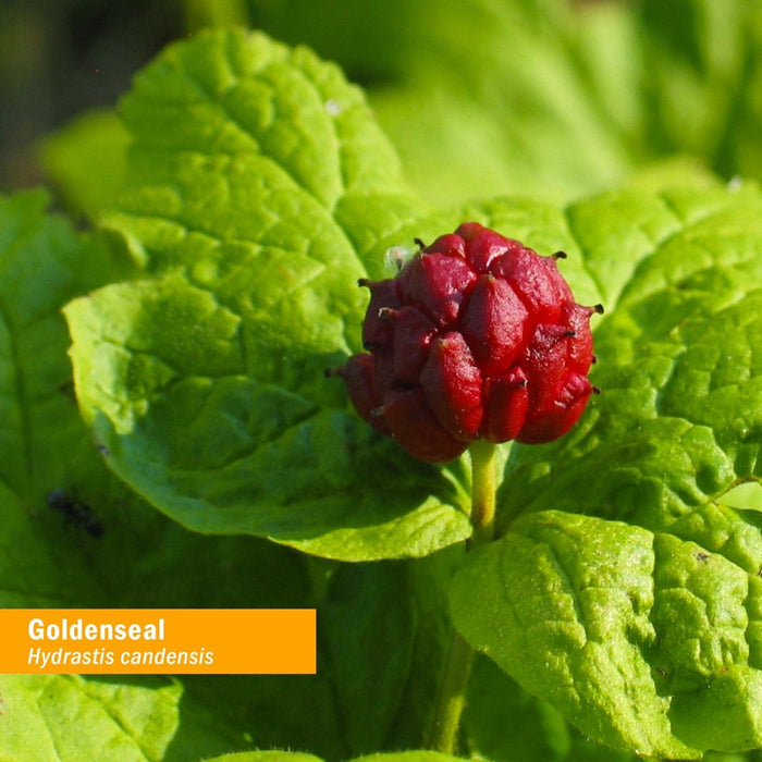 Herb Pharm Goldenseal Extract Alcohol Free 1oz - The Oasis of Health