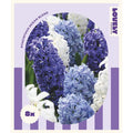 Hyacinth Ocean Blend Bulbs