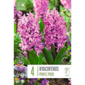 Hyacinth Purple Pride Bulbs
