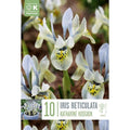 Iris reticulata Katharine Hodgkin Bulbs