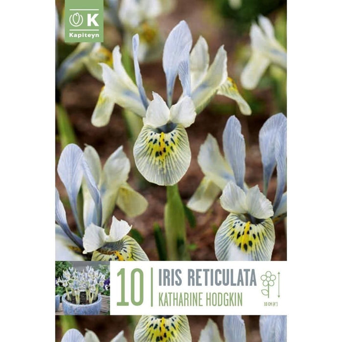 Iris reticulata Katharine Hodgkin Bulbs