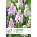 Muscari Pink Sunrise