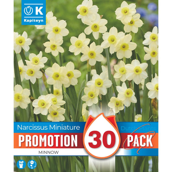 Narcissus Minnow Promo Bulbs