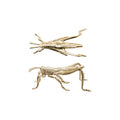 Grasshopper - Pewter - Gold Finish - Findlay Rowe Designs