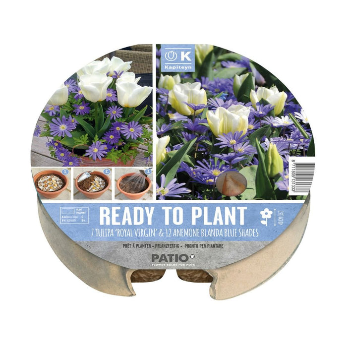 Ready To Plant Tray Tulips & Anemone