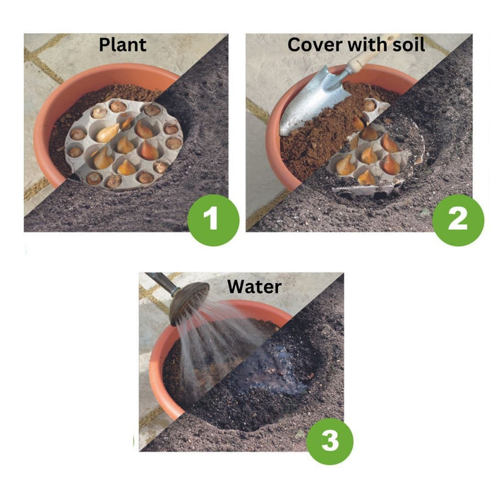Ready To Plant Tray Tulips & Chionodoxa