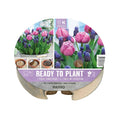 Ready To Plant Tray Tulips & Muscari