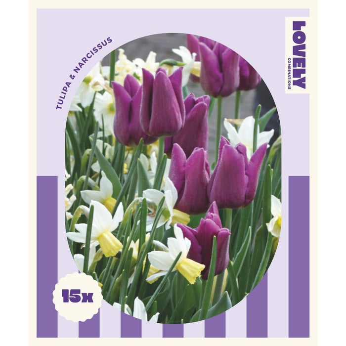 Spring Mix Purple Tulip & Narcissus Bulbs