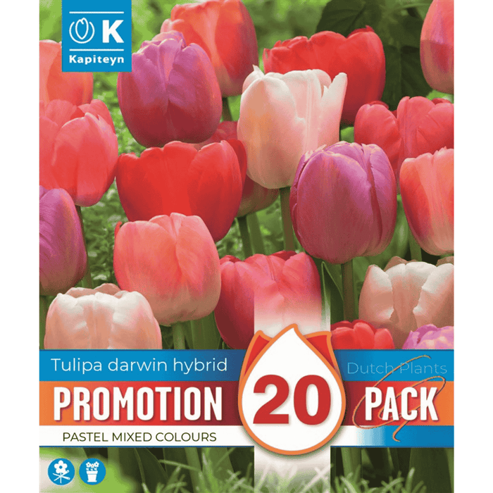 Tulip Darwin Hybrid Pastel Promo Bulbs
