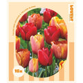 Tulip Red, Orange & Yellow Bulbs